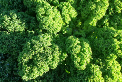 Kale biozaki comprar