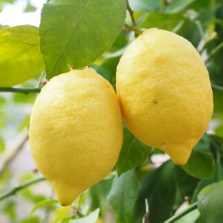 limones biozaki limoiak